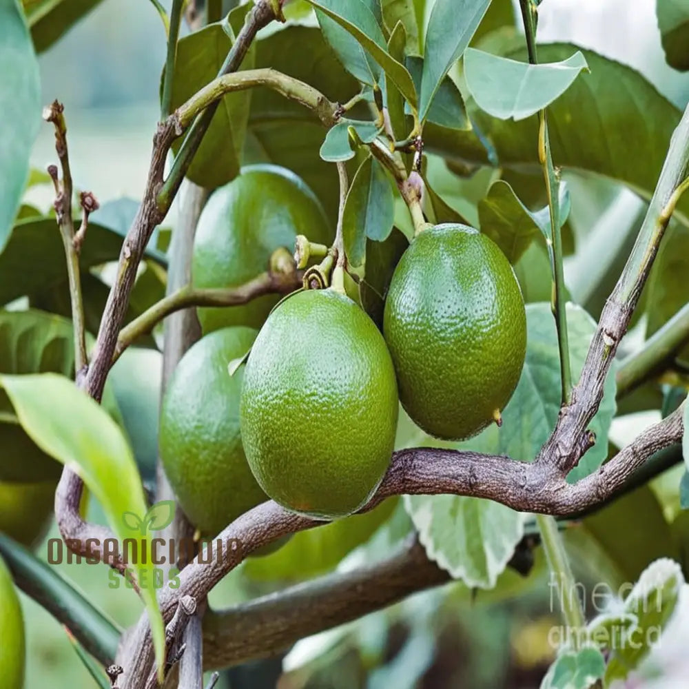 Wild Bergamot Seeds - Aromatic Blooms For Lush Pollinator-Friendly Gardens