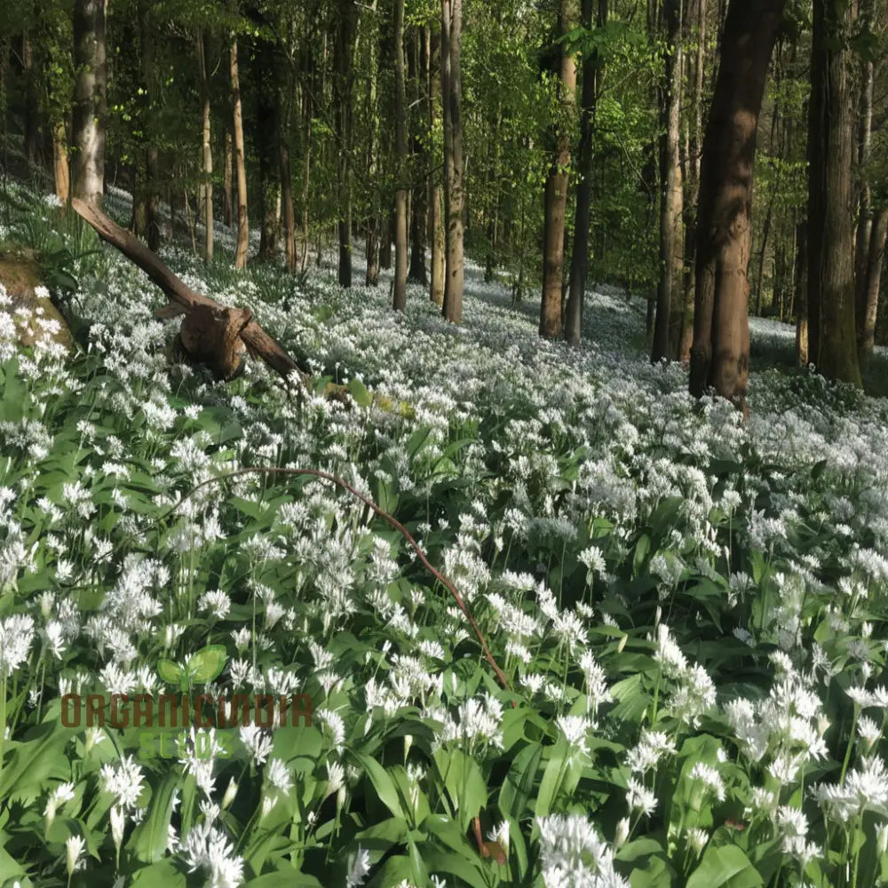 Wild Garlic (Ramsons) Seeds - Aromatic And Edible Herb For Flavorful Dishes Flower Seeds