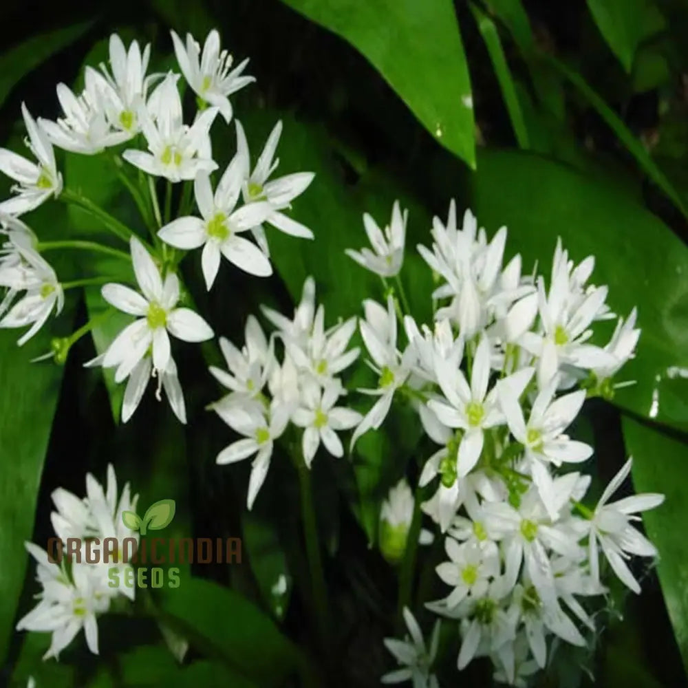 Wild Garlic (Ramsons) Seeds - Aromatic And Edible Herb For Flavorful Dishes Flower Seeds