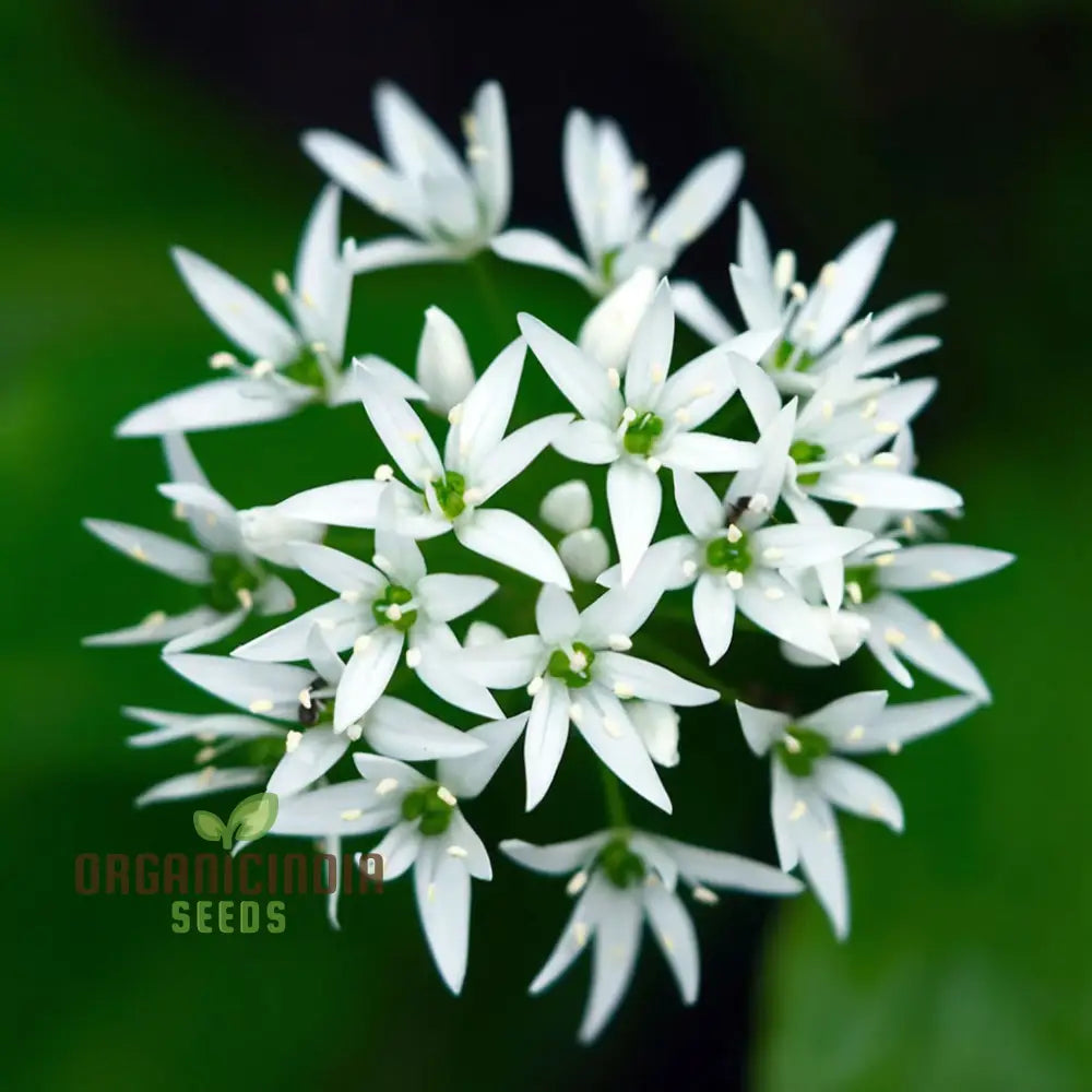 Wild Garlic (Ramsons) Seeds - Aromatic And Edible Herb For Flavorful Dishes Flower Seeds