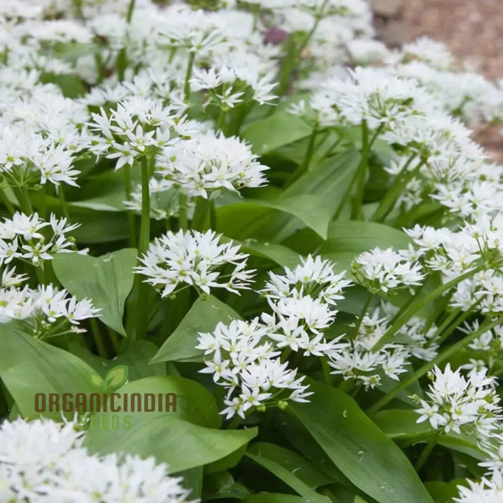 Wild Garlic (Ramsons) Seeds - Aromatic And Edible Herb For Flavorful Dishes Flower Seeds