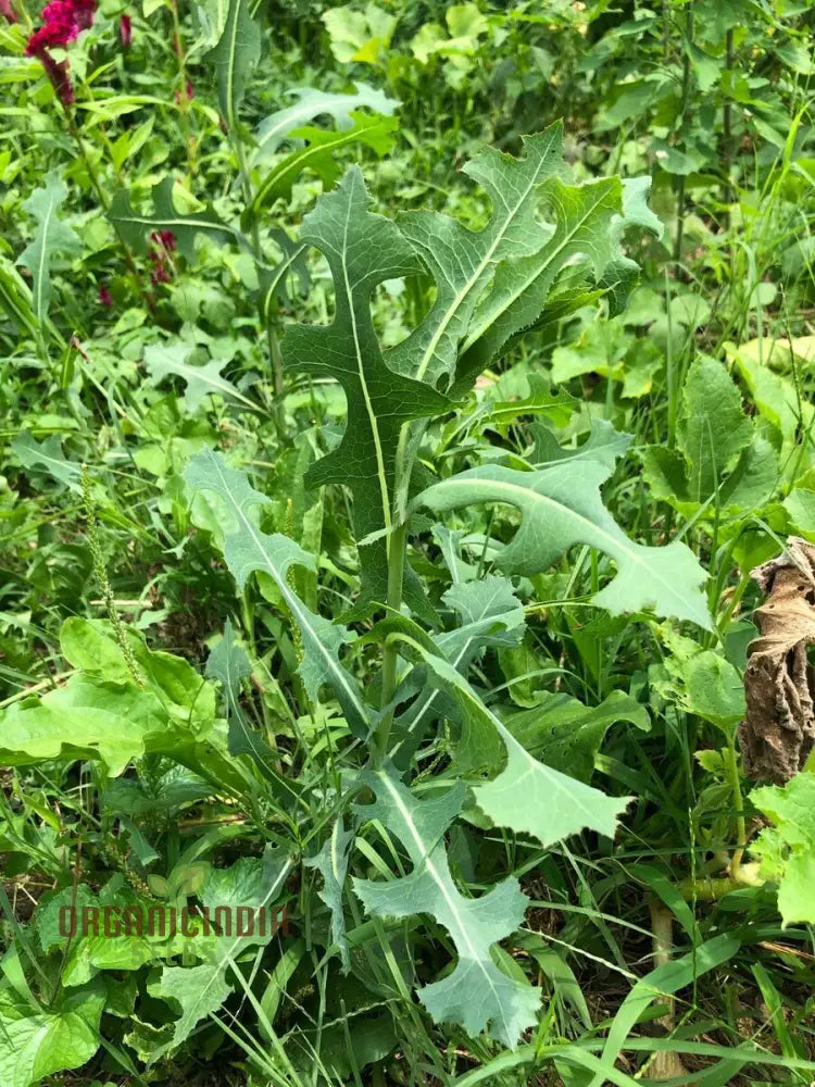 Wild Lettuce Per Pack - Gmo Free Medicinal Seeds (100 Seeds)