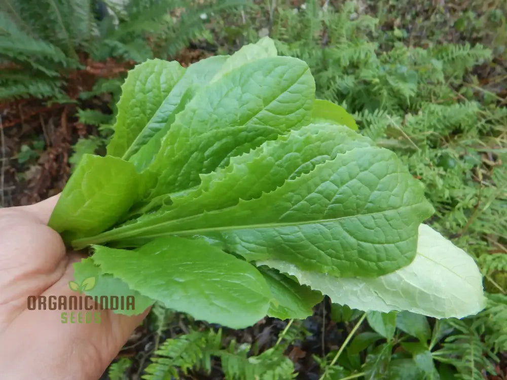 Wild Lettuce Per Pack - Gmo Free Medicinal Seeds (100 Seeds)