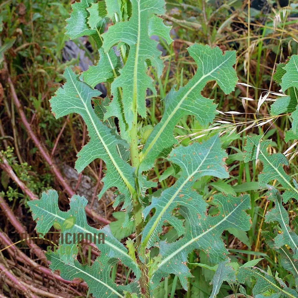 Wild Lettuce Per Pack - Gmo Free Medicinal Seeds (100 Seeds)