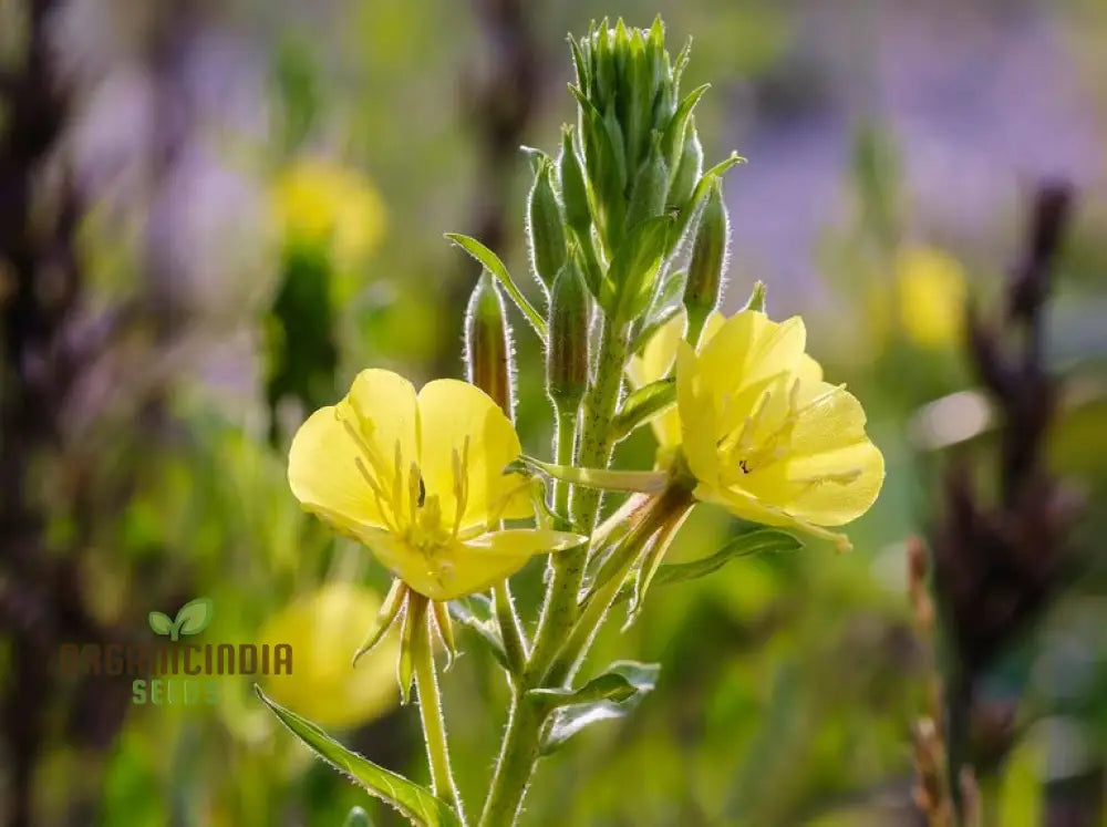 Wild Primrose Flower Seeds For Planting: Nurture Your Garden With Nature’s Delicate Beauty And