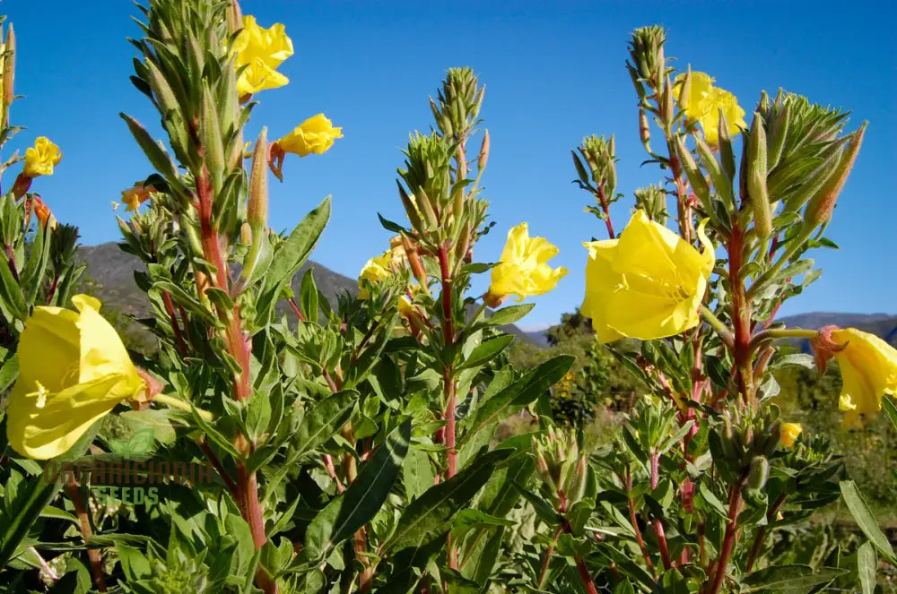 Wild Primrose Flower Seeds For Planting: Nurture Your Garden With Nature’s Delicate Beauty And