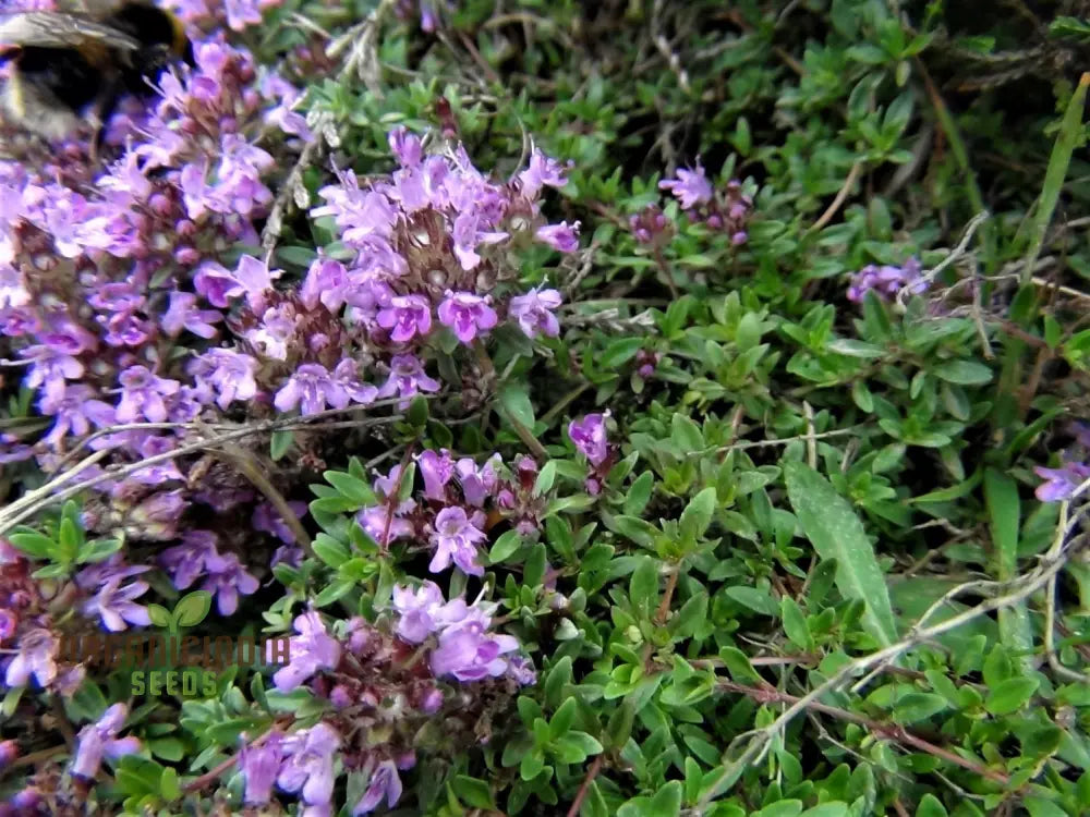 Wild Thyme Gardening Haven Flower Seeds For Planting: Cultivate Your Green Oasis With Nature’s