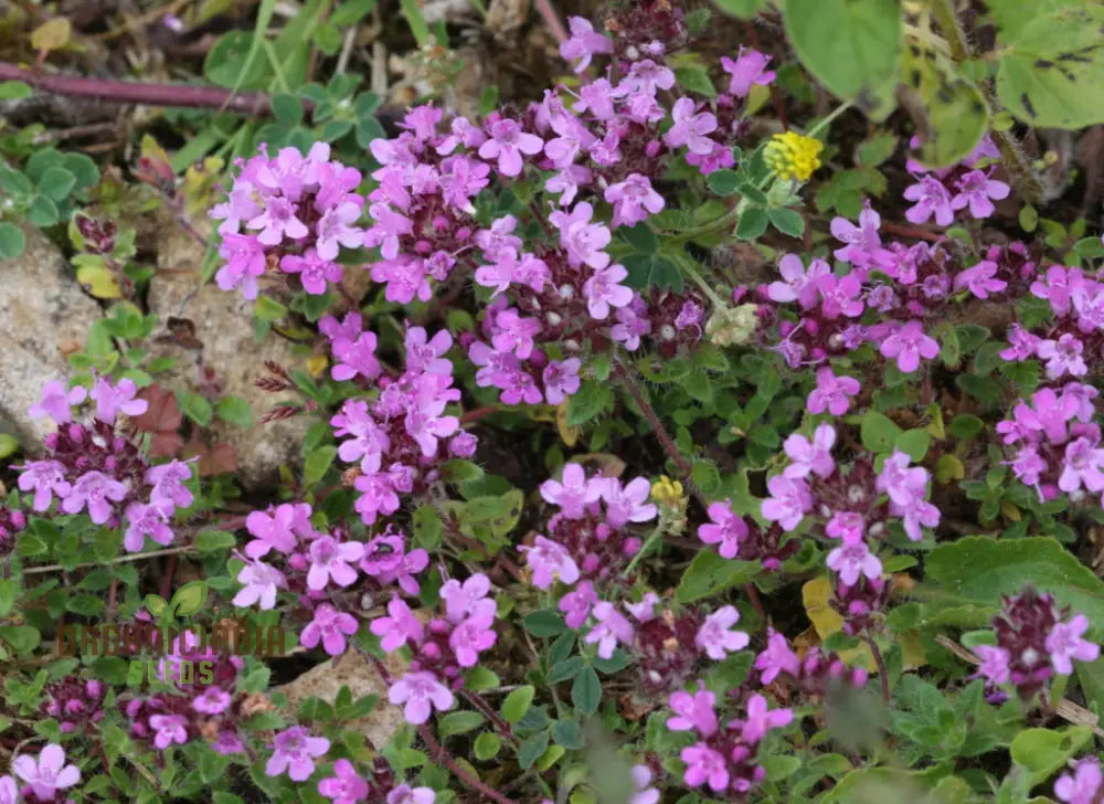 Wild Thyme Gardening Haven Flower Seeds For Planting: Cultivate Your Green Oasis With Nature’s