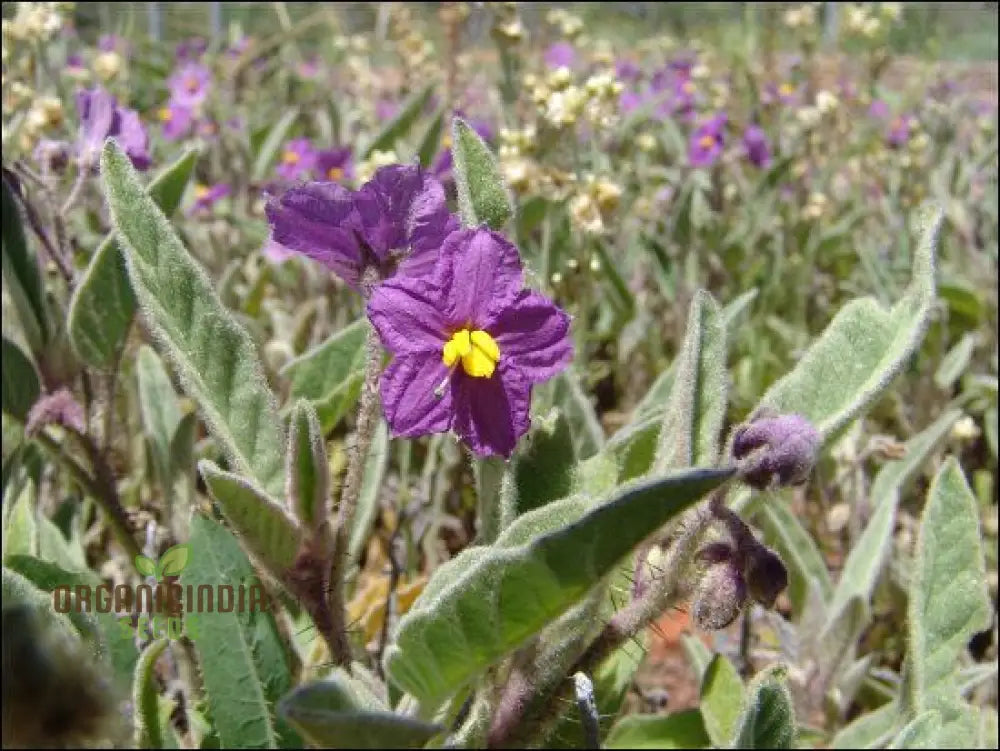 Wild Tomato Wildflower Seeds For Gardening Enthusiasts - Organic Heirloom Varieties Home Gardeners