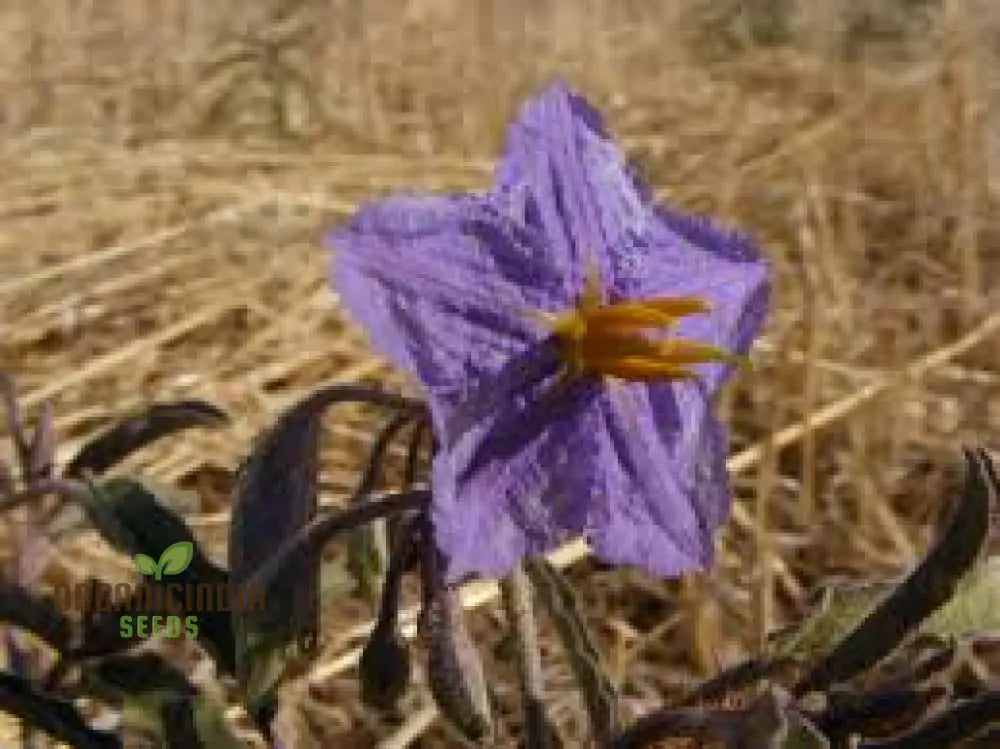 Wild Tomato Wildflower Seeds For Gardening Enthusiasts - Organic Heirloom Varieties Home Gardeners