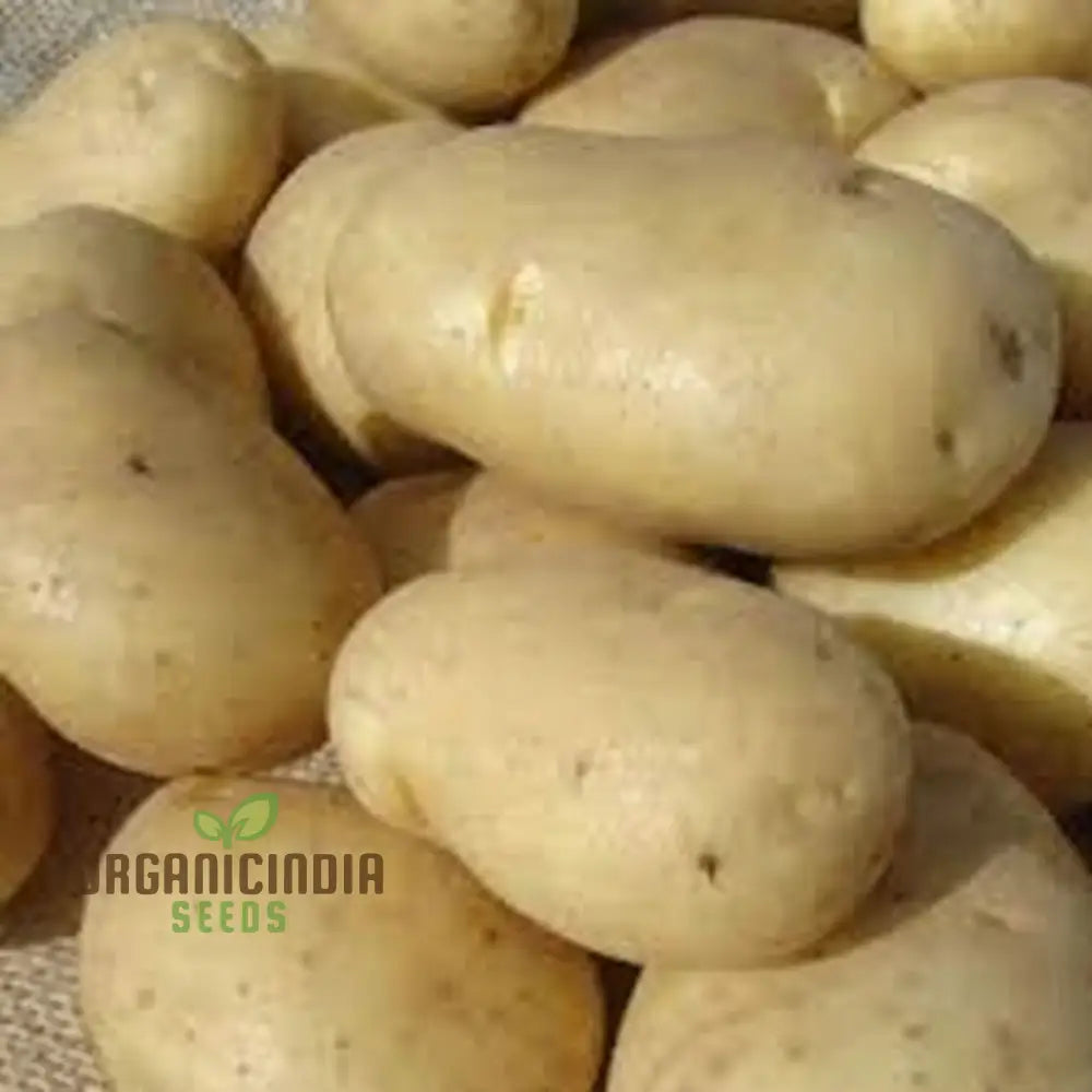 Wilja Potato Vegetable Seeds High-Yield Versatile For Home Gardening Early Harvest Disease Resistant