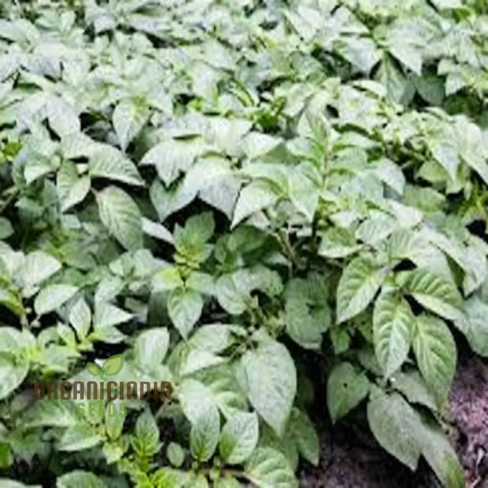 Wilja Potato Vegetable Seeds High-Yield Versatile For Home Gardening Early Harvest Disease Resistant