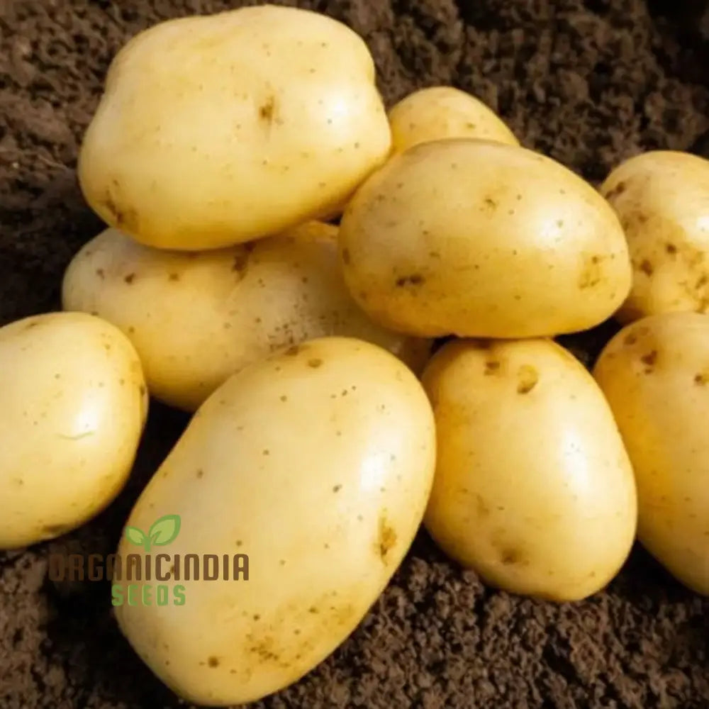 Wilja Potato Vegetable Seeds High-Yield Versatile For Home Gardening Early Harvest Disease Resistant