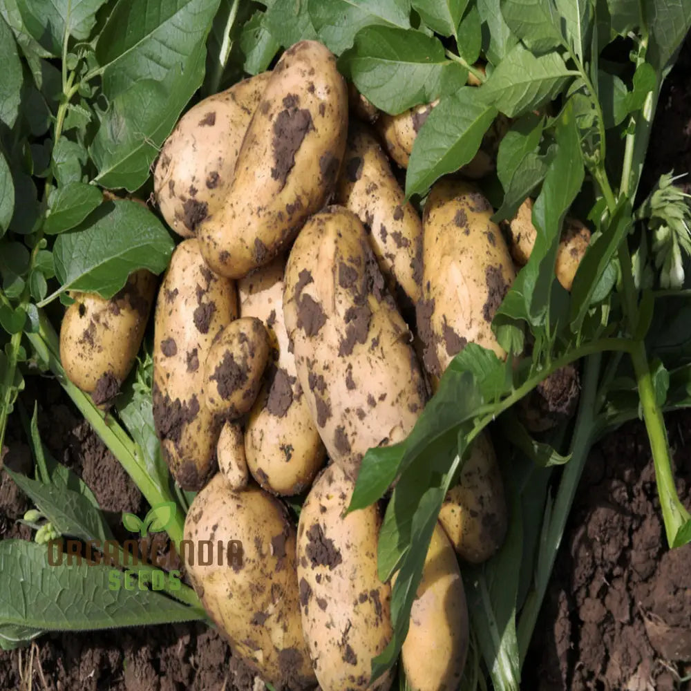 Wilja Potato Vegetable Seeds High-Yield Versatile For Home Gardening Early Harvest Disease Resistant