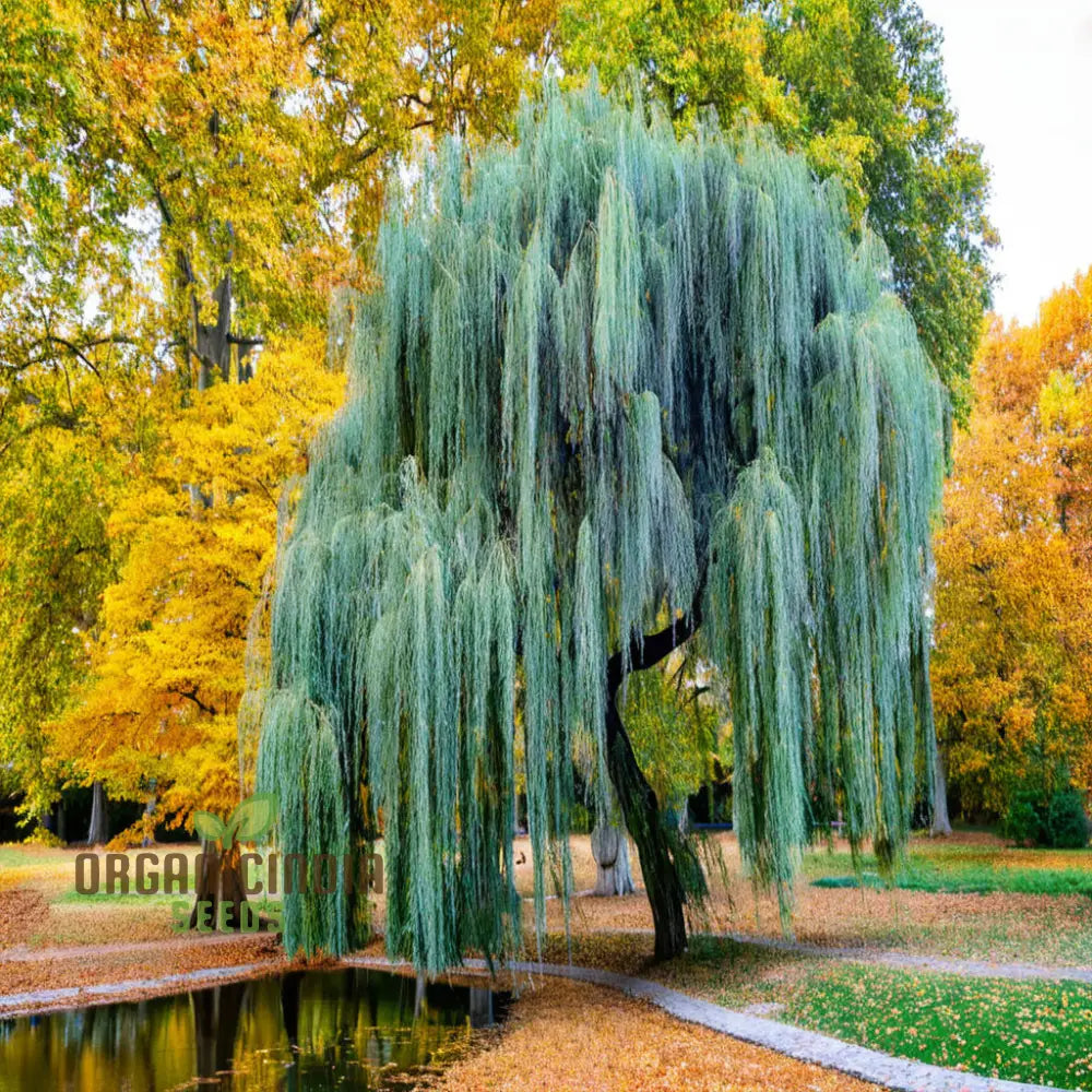 Willow Tree Seeds – Elevate Your Gardening With Graceful Flowing Trees And Lush Greenery Annuals