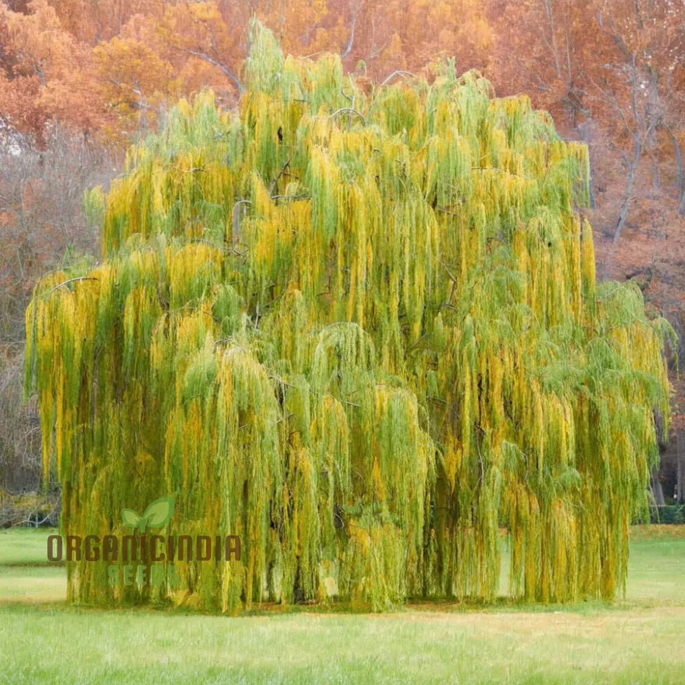 Willow Tree Seeds – Elevate Your Gardening With Graceful Flowing Trees And Lush Greenery Annuals