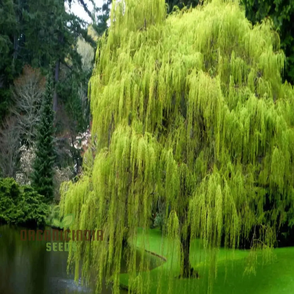 Willow Tree Seeds – Elevate Your Gardening With Graceful Flowing Trees And Lush Greenery Annuals