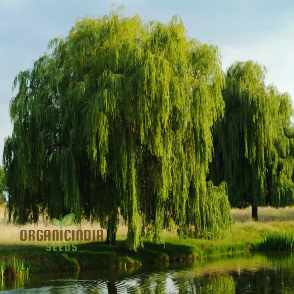 Willow Tree Seeds – Elevate Your Gardening With Graceful Flowing Trees And Lush Greenery Annuals