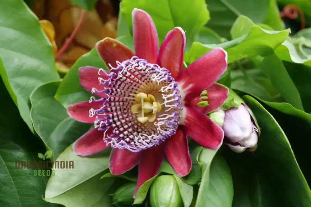 Window Pasiflora Rosso Granadilla Fragrant Flower Seeds For Planting 100 Seeds