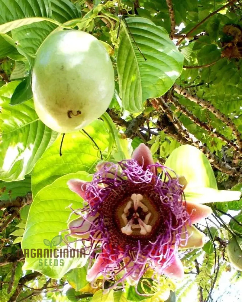 Window Pasiflora Rosso Granadilla Fragrant Flower Seeds For Planting 100 Seeds