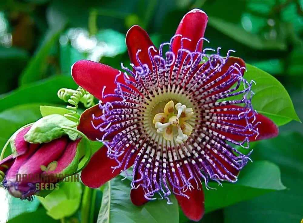 Window Pasiflora Rosso Granadilla Fragrant Flower Seeds For Planting 100 Seeds