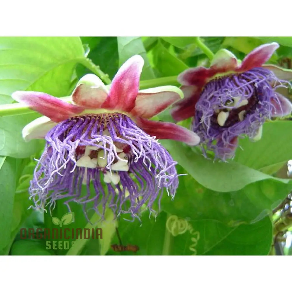 Window Pasiflora Rosso Granadilla Fragrant Flower Seeds For Planting 100 Seeds