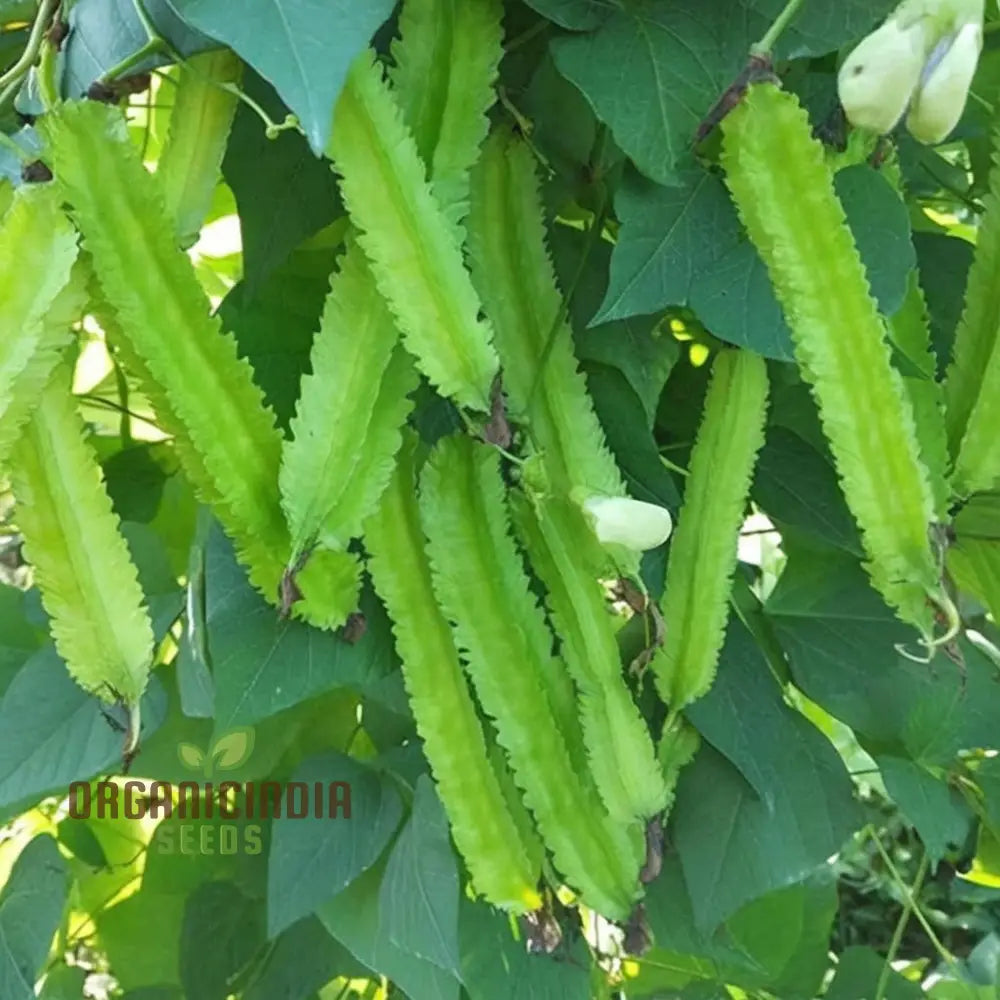 Winged Bean Vegetable Seeds Grow Delicious And Nutritious Beans In Your Garden For Planting