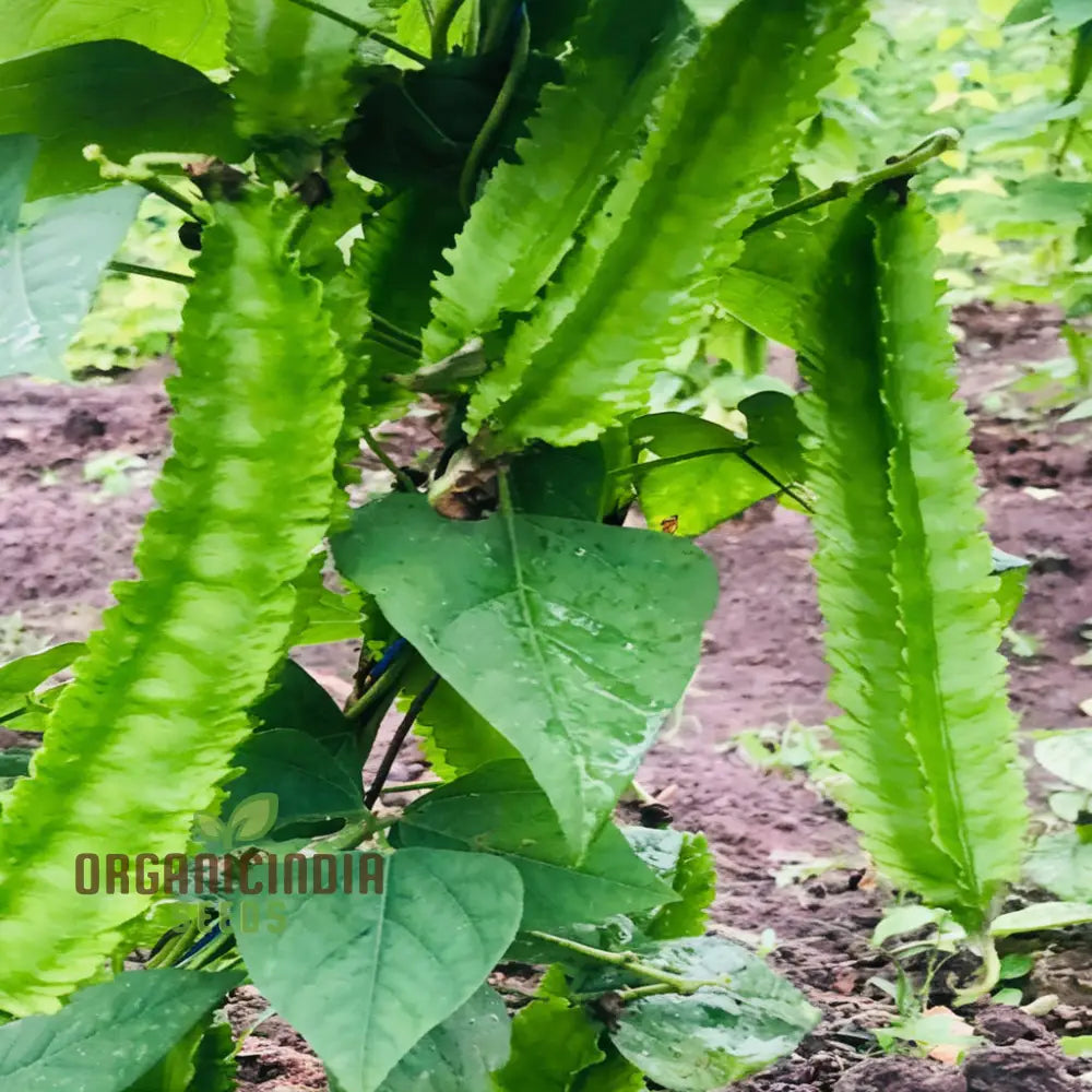 Winged Bean Vegetable Seeds Grow Delicious And Nutritious Beans In Your Garden For Planting