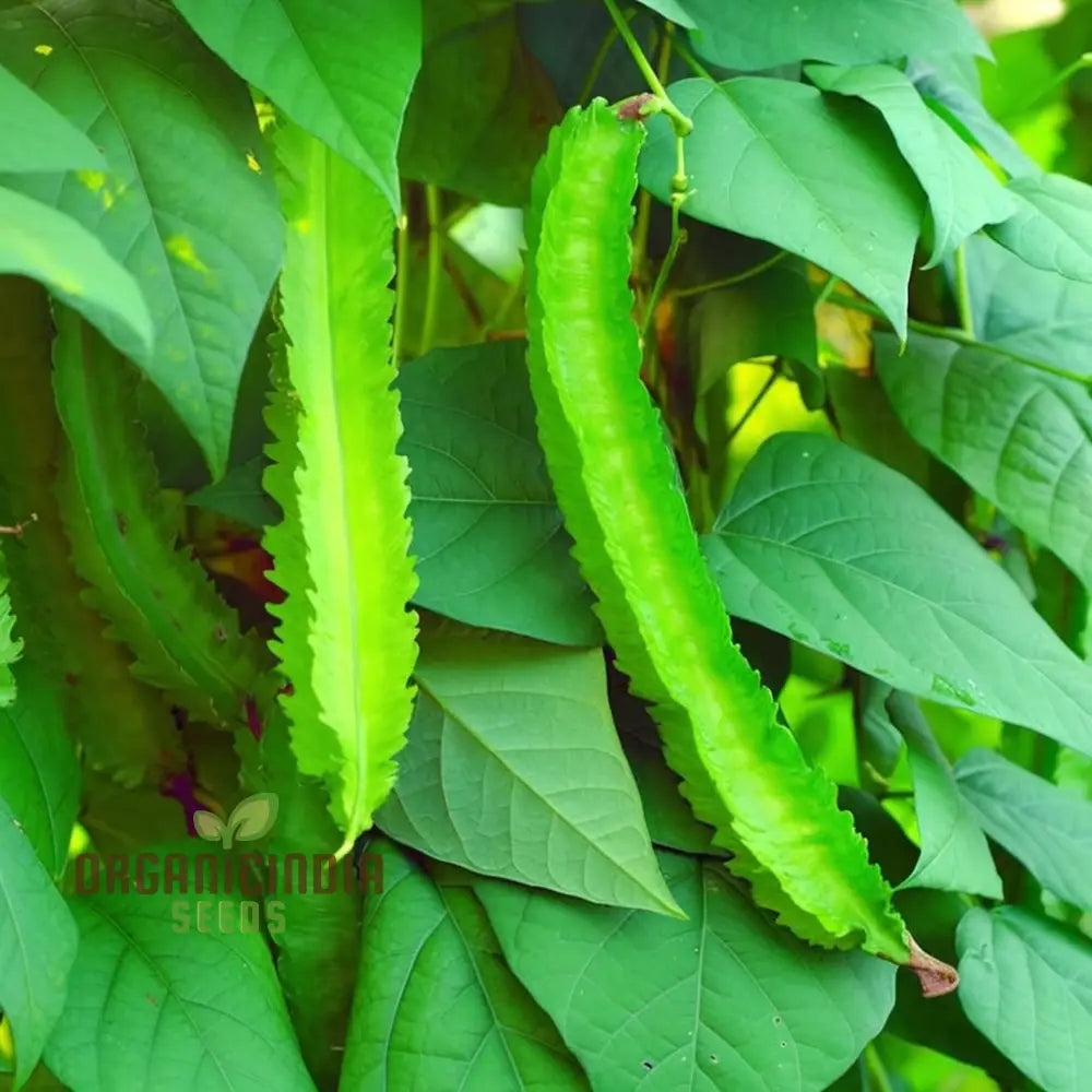 Winged Bean Vegetable Seeds Grow Delicious And Nutritious Beans In Your Garden For Planting