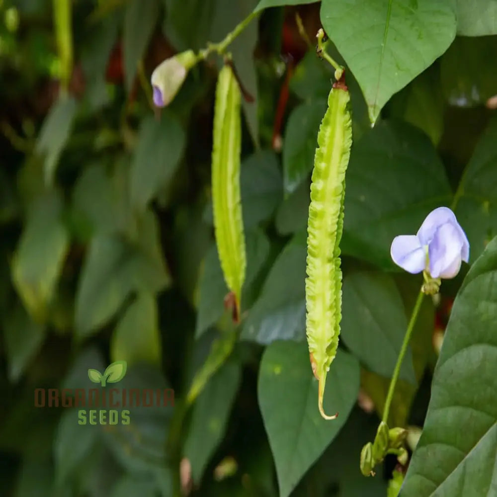 Winged Bean Vegetable Seeds Grow Delicious And Nutritious Beans In Your Garden For Planting