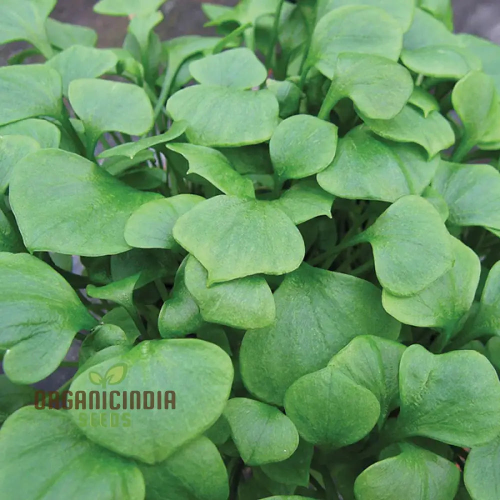 Winter Purslane Seeds For Planting Nutritious And Hardy Greens A Thriving Vegetable Garden