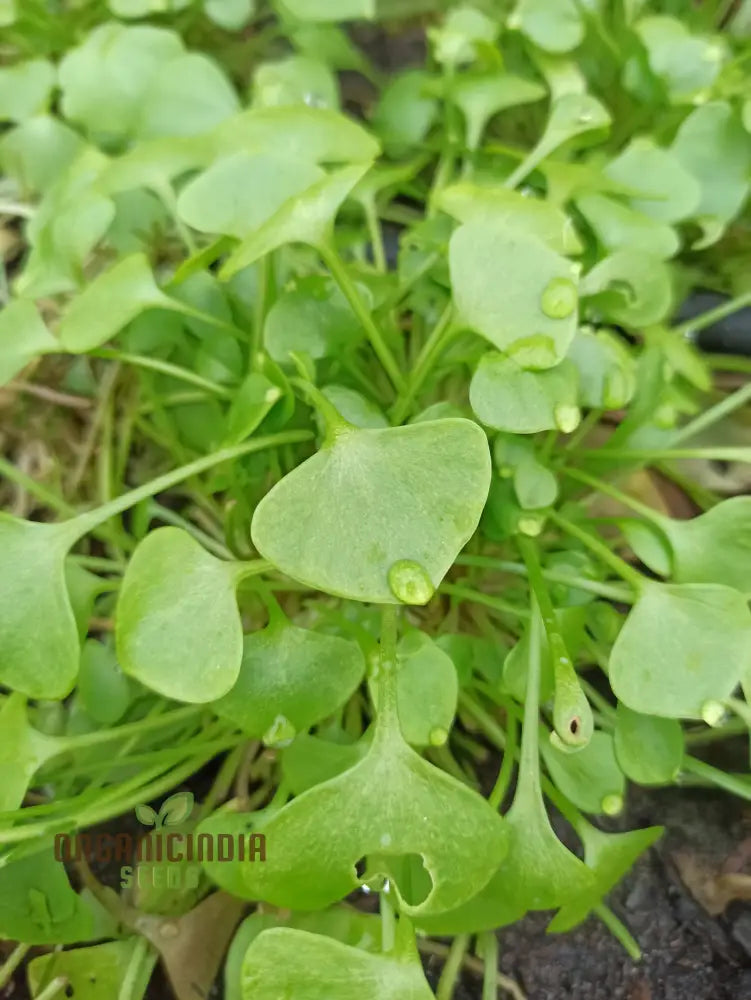 Winter Purslane Seeds For Planting Nutritious And Hardy Greens A Thriving Vegetable Garden