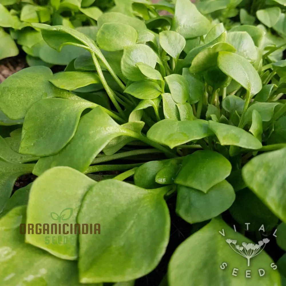 Winter Purslane Seeds For Planting Nutritious And Hardy Greens A Thriving Vegetable Garden