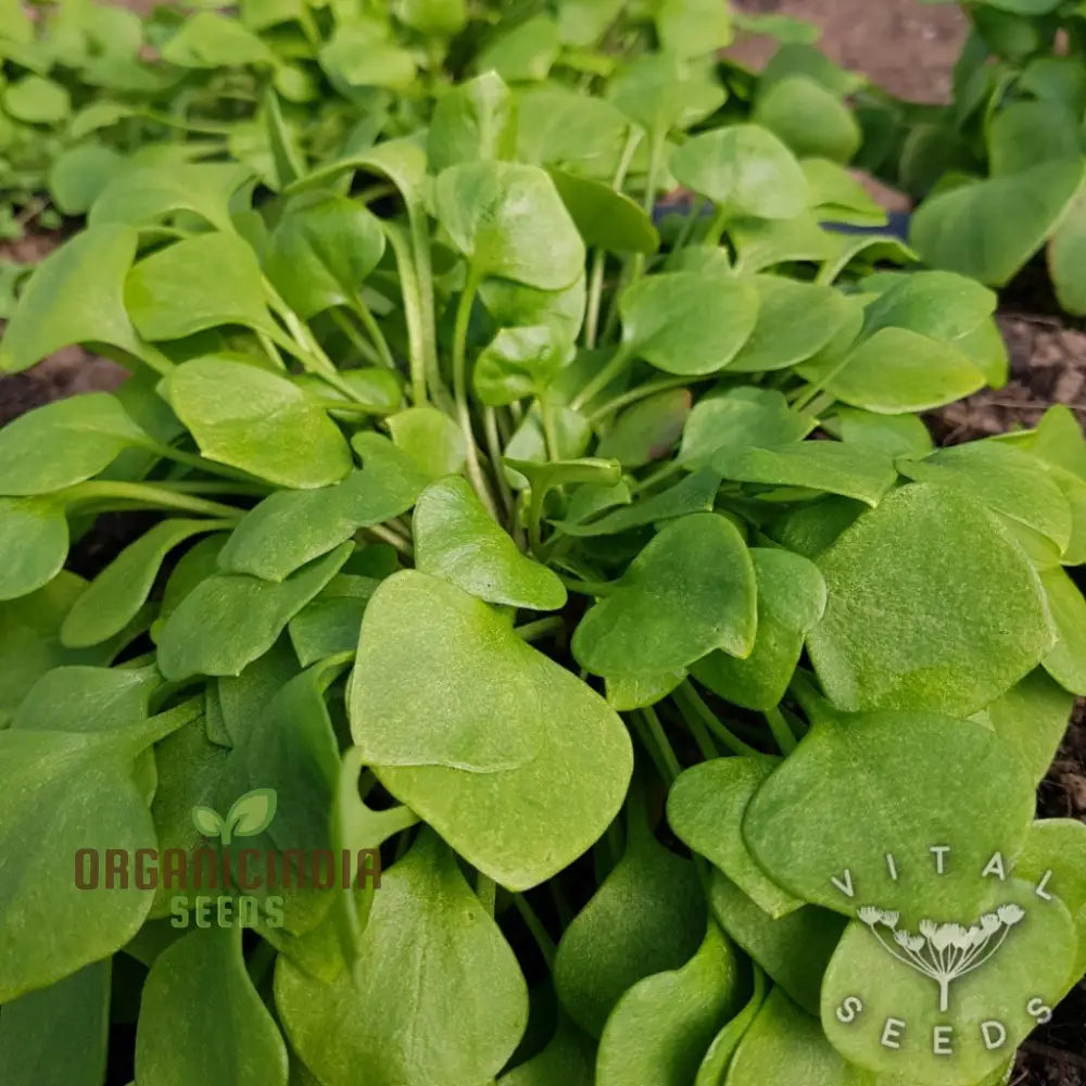 Winter Purslane Seeds For Planting Nutritious And Hardy Greens A Thriving Vegetable Garden