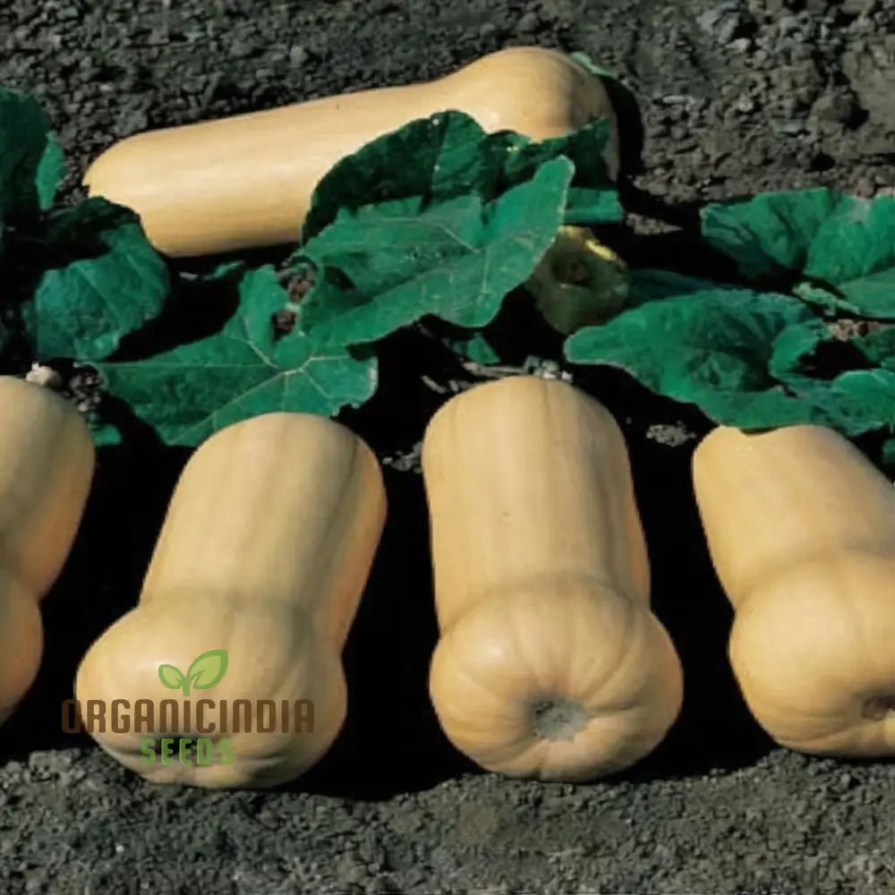 Winter Squash Butternut Waltham Seeds - Grow Sweet And Nutty