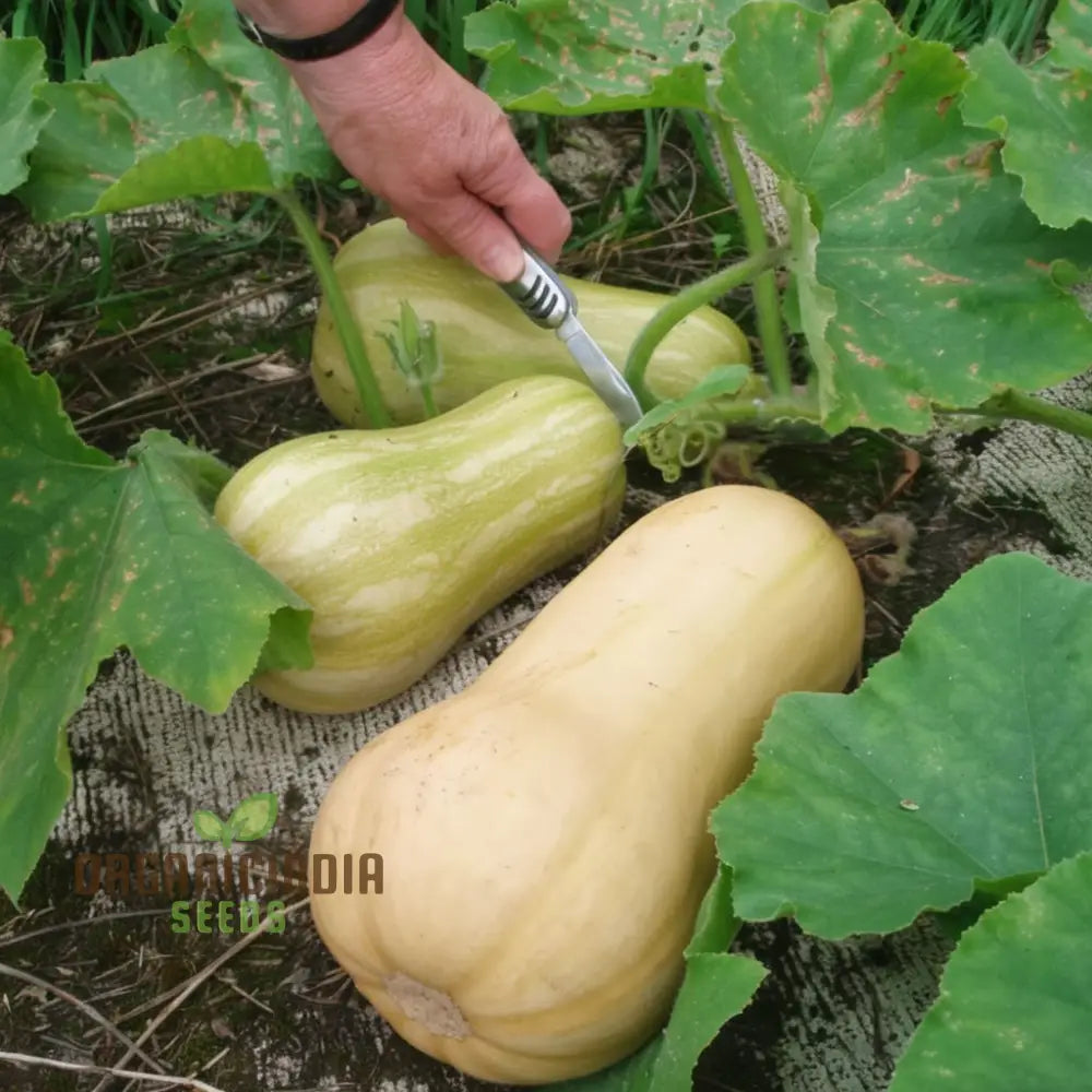 Winter Squash Butternut Waltham Seeds - Grow Sweet And Nutty