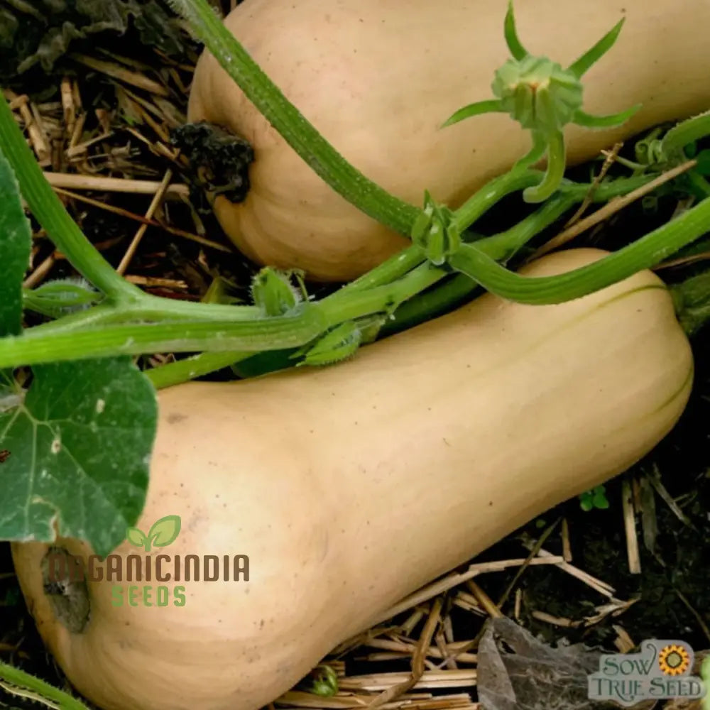 Winter Squash Butternut Waltham Seeds - Grow Sweet And Nutty