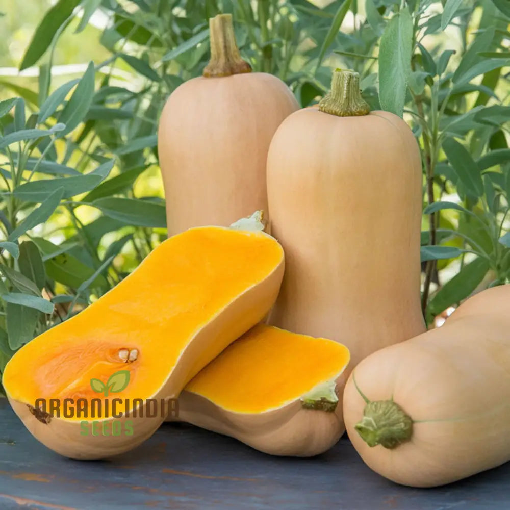 Winter Squash Butternut Waltham Seeds - Grow Sweet And Nutty