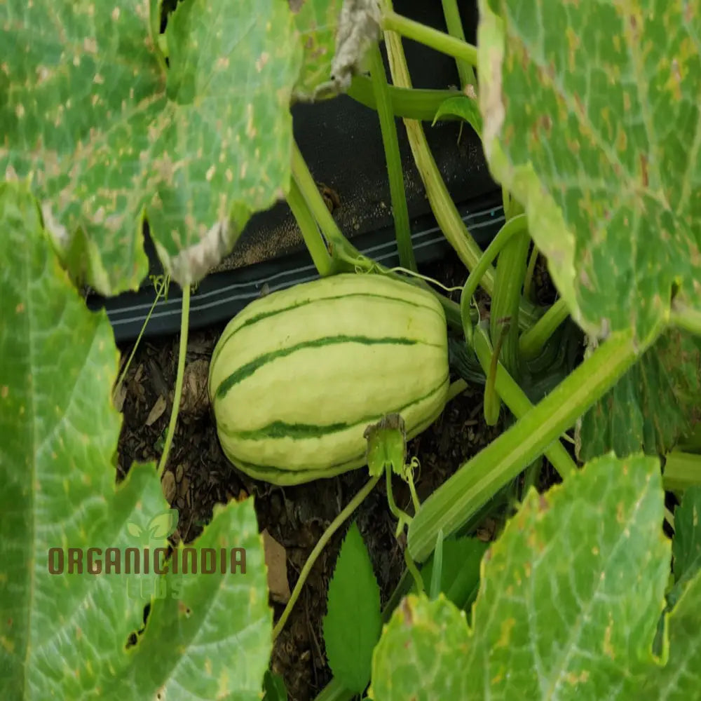 ’Winter Squash Delicata Vegetable Seeds Heirloom Sweet Flavor Ideal For Baking And Roasting