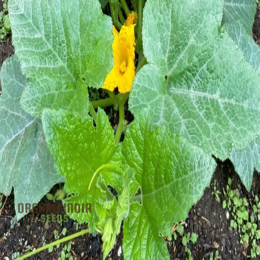 ’Winter Squash Delicata Vegetable Seeds Heirloom Sweet Flavor Ideal For Baking And Roasting