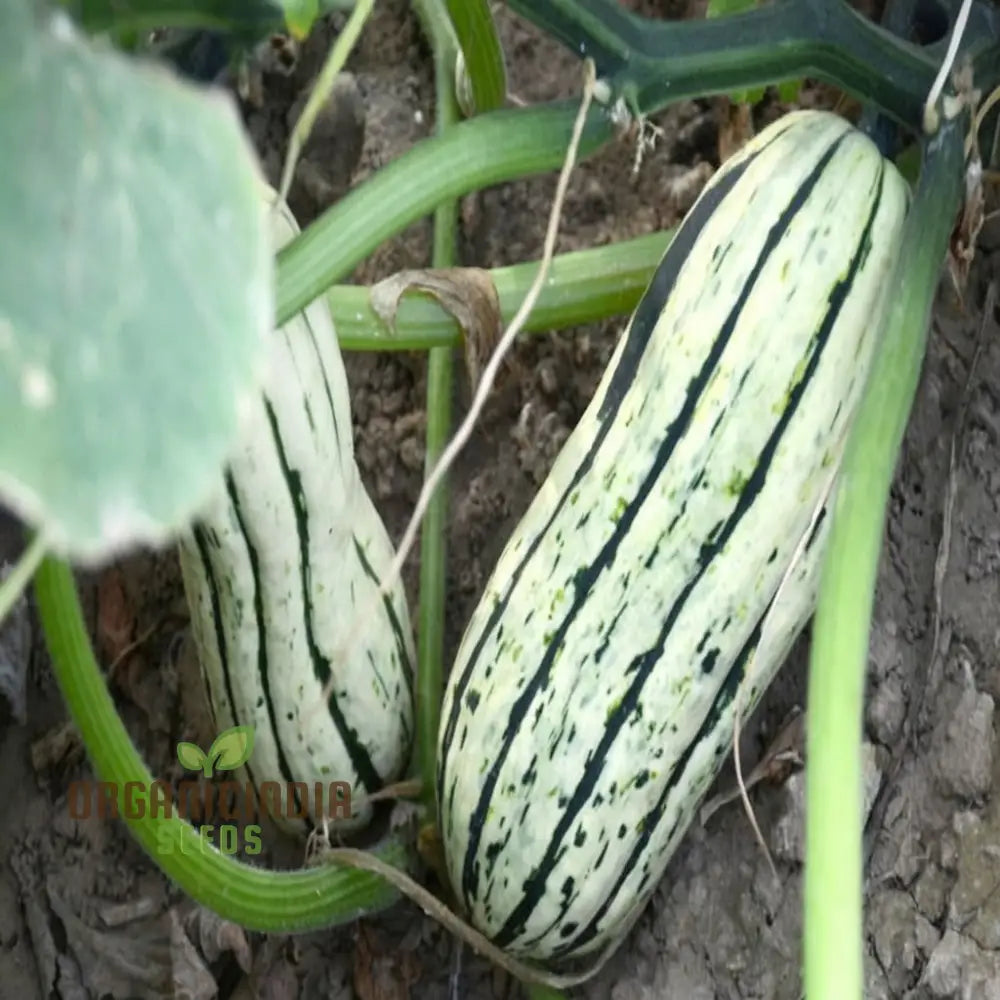 ’Winter Squash Delicata Vegetable Seeds Heirloom Sweet Flavor Ideal For Baking And Roasting