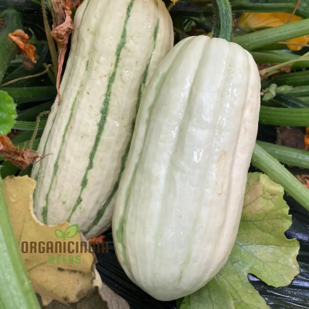 ’Winter Squash Delicata Vegetable Seeds Heirloom Sweet Flavor Ideal For Baking And Roasting