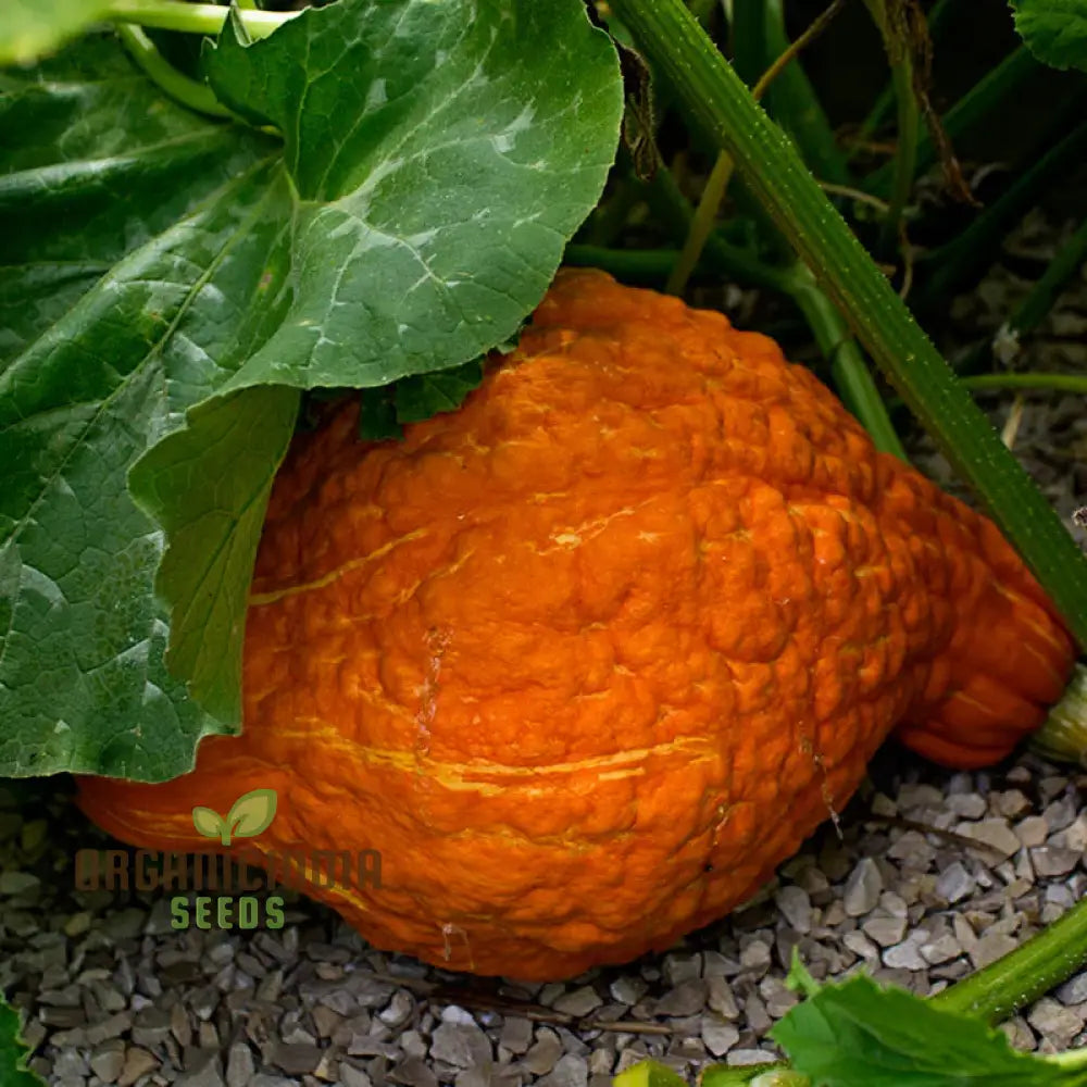 Winter Squash Golden Hubbard Seeds Cultivating Nutritious And Flavorful With Expert Tips For