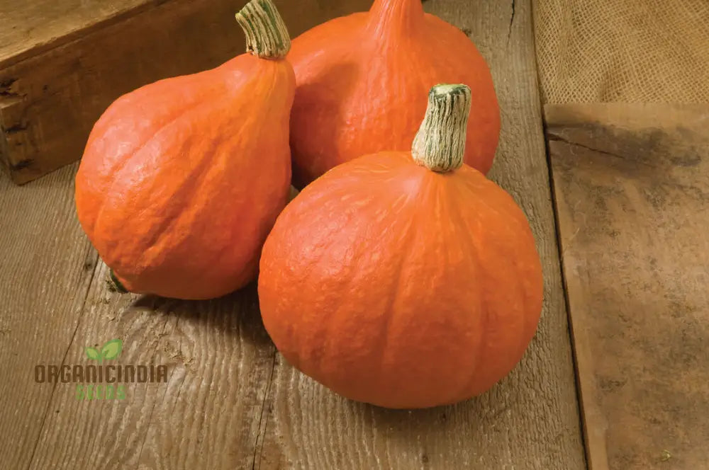 Winter Squash Golden Hubbard Seeds Cultivating Nutritious And Flavorful With Expert Tips For