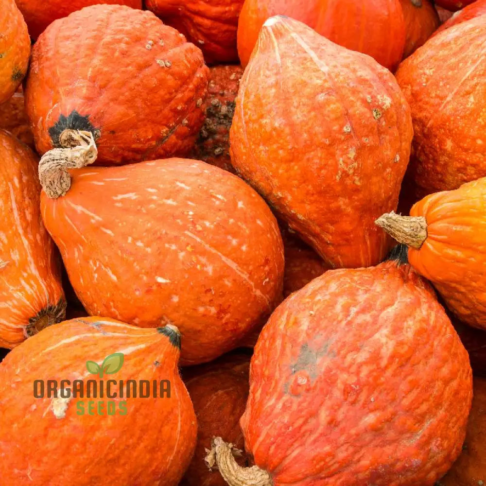 Winter Squash Golden Hubbard Seeds Cultivating Nutritious And Flavorful With Expert Tips For