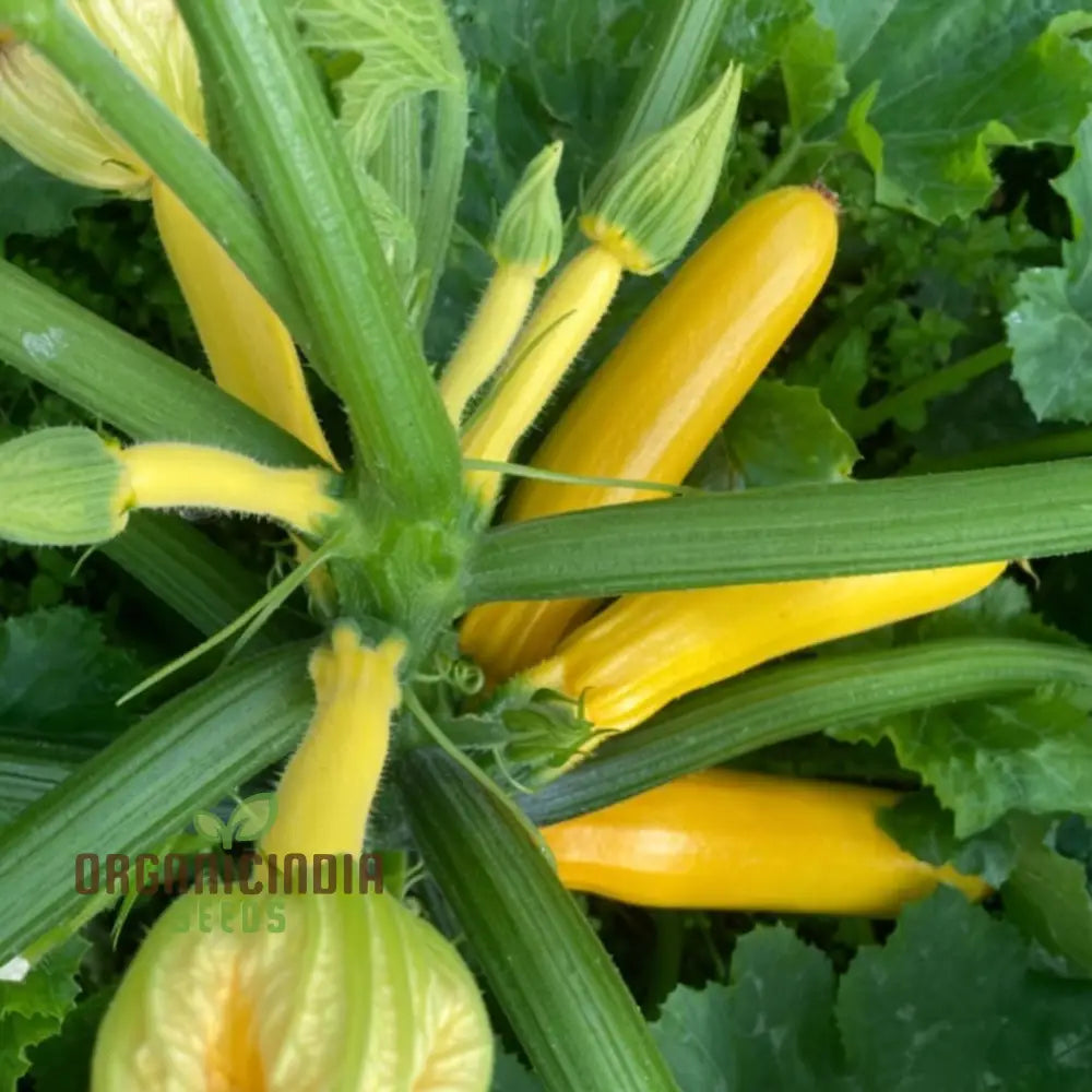 Winter Squash Goldilocks Vegetable Seeds High-Yield Sweet Flavor Perfect For Home And Garden