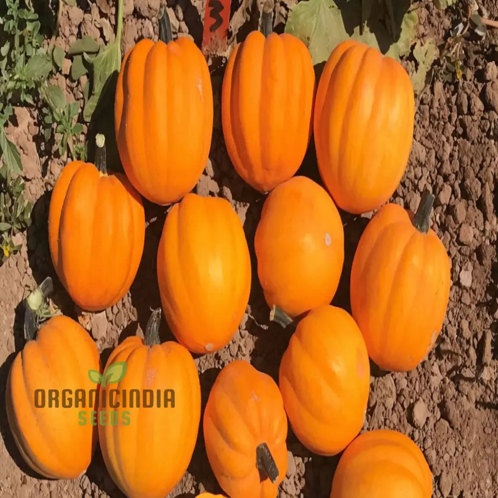 Winter Squash Goldilocks Vegetable Seeds High-Yield Sweet Flavor Perfect For Home And Garden