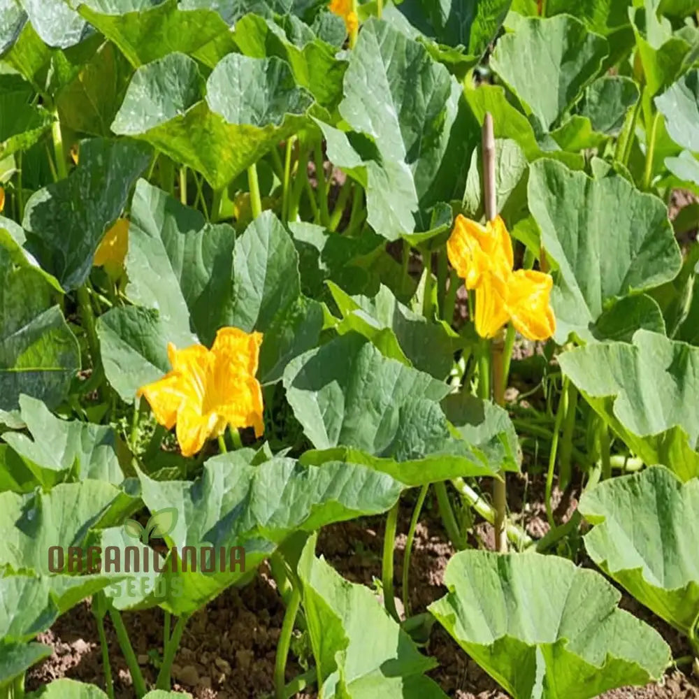 Winter Squash Goldilocks Vegetable Seeds High-Yield Sweet Flavor Perfect For Home And Garden