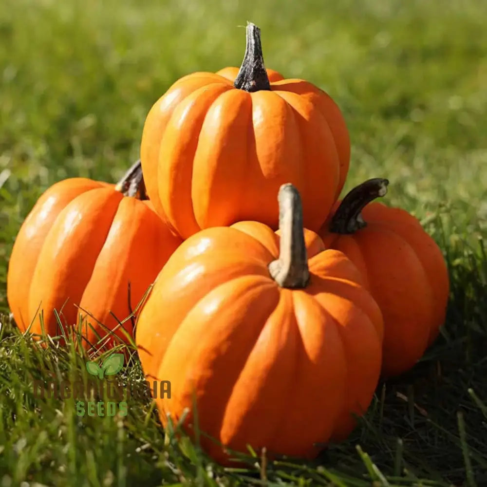 Winter Squash Goldilocks Vegetable Seeds High-Yield Sweet Flavor Perfect For Home And Garden