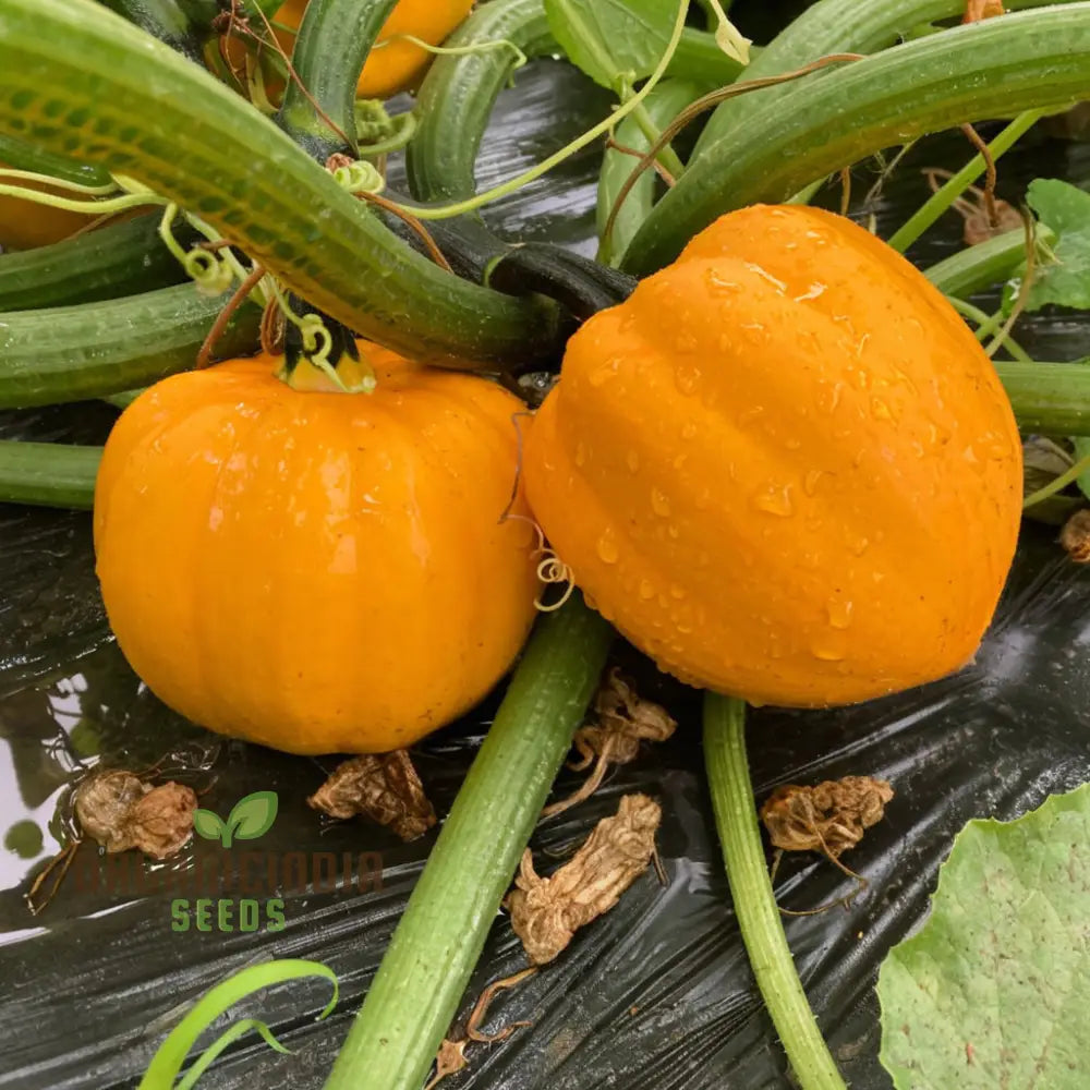 Winter Squash Goldilocks Vegetable Seeds High-Yield Sweet Flavor Perfect For Home And Garden